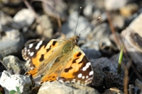 06050 Vanessa cardui (Vanessa del Cardo)